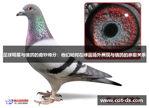 足球明星与信鸽的奇妙缘分：他们如何在绿茵场外展现与信鸽的亲密关系